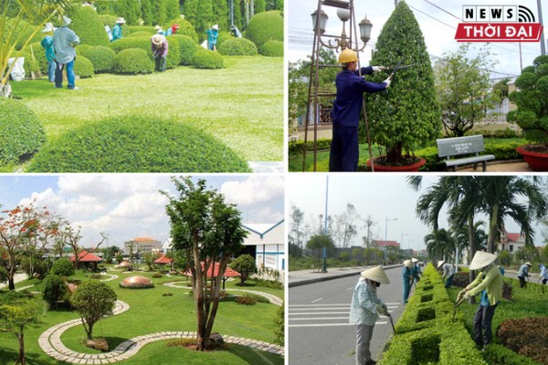 Dịch vụ chặt cây xanh TPHCM ở Ánh Sao
