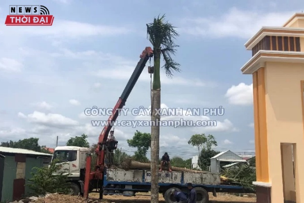 Dịch vụ chặt cây xanh TPHCM ở An Phú