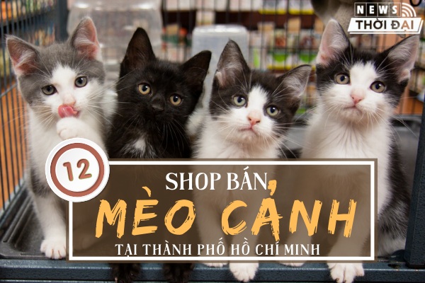 Shop bán mèo cảnh TPHCM