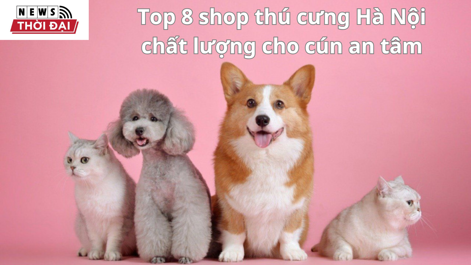 Top 7 shop thú cưng Hà Nội chất lượng cho cún an tâm
