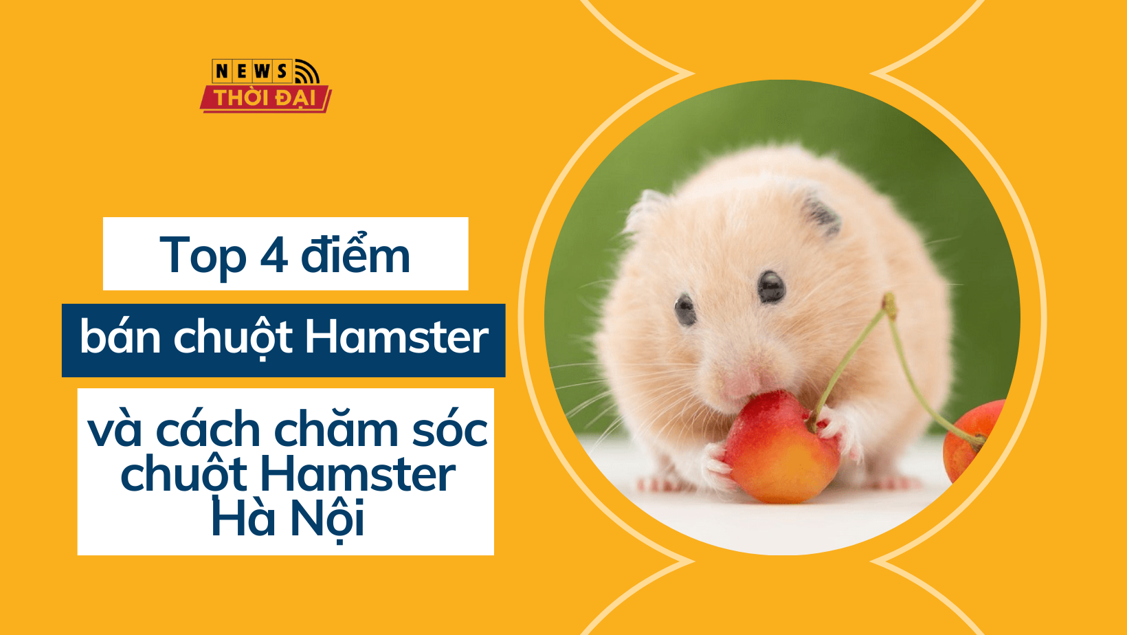 Top 4 điểm bán chuột Hamster và cách chăm sóc chuột Hamster Hà Nội