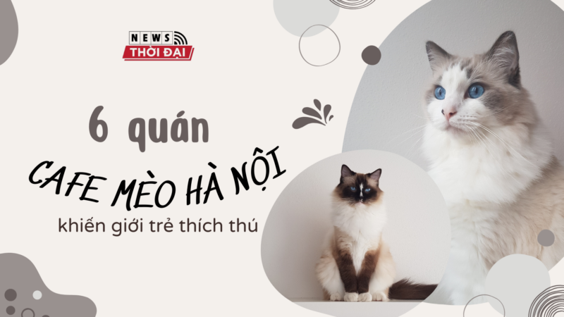 6 quán cafe mèo Hà Nội khiến giới trẻ thích thú